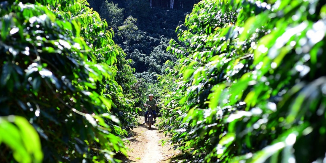 ☕ The Bold Soul of Vietnam: A Journey Into Vietnamese Coffee